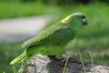 Green Amazon Parrot Royalty Free Stock Photo