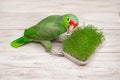 green Amazon parrot at a tray with fresh microgrowth sprouts Royalty Free Stock Photo