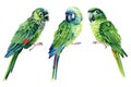 Green amazon parrot, watercolor parrot isolated, clipart tropical birds