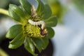 A green American boll worm on a strawberry crop