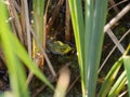 Green American Bullfrog