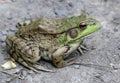 Green American Bullfrog in Profile