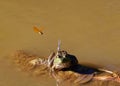 Green American bullfrog sitting on a wooden log in a swamp, with a blue dragonfly on its head