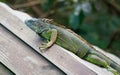 Green american iguana with blue head