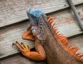 Green american iguana blue and red morph Royalty Free Stock Photo