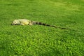 Green American Iguana eating green grass