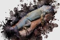 Green or American iguana lying on a tree branch. A large lizard Royalty Free Stock Photo