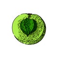 green amla sketch hand drawn vector