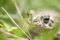 Green amphibian in nature habitat Royalty Free Stock Photo