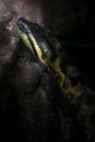 Green Anaconda - Boa Snake Royalty Free Stock Photo