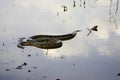 Green Anaconda, eunectes murinus, Adult standing in Water, Los Lianos in Venezuela