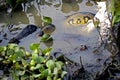 Green Anaconda, eunectes murinus Eating Wood Stock, mycteria americana, Los Lianos in Venezuela