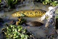 Green Anaconda, eunectes murinus Eating Wood Stock, mycteria americana, Los Lianos in Venezuela