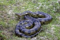 Green Anaconda, eunectes murinus, Los Lianos in Venezuela Royalty Free Stock Photo