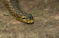 Green Anaconda, eunectes murinus, Pantanal in Brazil Royalty Free Stock Photo