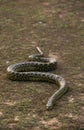Green Anaconda, eunectes murinus, Pantanal in Brazil Royalty Free Stock Photo