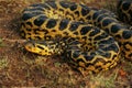 Green Anaconda, eunectes murinus, Pantanal in Brazil Royalty Free Stock Photo