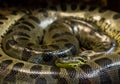 Green anaconda, Eunectes murinus, sucuri snake. Huge Royalty Free Stock Photo