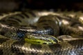 Green anaconda, Eunectes murinus, sucuri snake. Huge Royalty Free Stock Photo