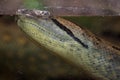 Green anaconda Eunectes murinus. Royalty Free Stock Photo
