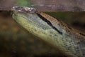 Green anaconda Eunectes murinus.