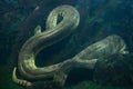 Green anaconda (Eunectes murinus). Royalty Free Stock Photo