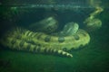 Green anaconda (Eunectes murinus). Royalty Free Stock Photo