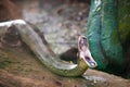 Green anaconda opens mouth