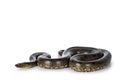 Green Anaconda snake on white