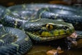 Green anacondas in South America.Generative ai