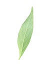 green Andrographis paniculata leaf on white background Royalty Free Stock Photo