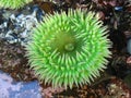 Green anemone