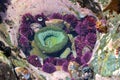 Green Anemone, Anthopleura xanthogrammica, and Purple Sea Urchin, Strongylocentrotus purpuratus, Vancouver Island, BC, Canada