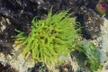 Green anemone in beach tidepool