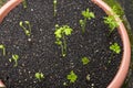 Green anemone buds