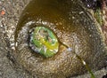Green anemone closeup