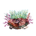Green anemone growing over reef rock with corals and seaweed. Hand drawn watercolor illustration. Tropical underwater collection