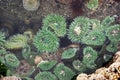 Open circular green anemone in wet tidal pool