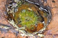 Green anemone in rock pool