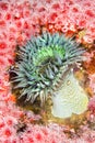 Green anemone Royalty Free Stock Photo