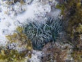 Green anemone in tropical seashore underwater photo. Coral and actinia