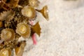 Green anemones on the beach.