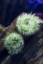 Green Anemones