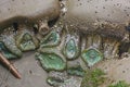 Green Anemones in a Tide Pool