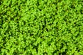 Green Angel Tear Plant Or Pollyanna Vine (Soleirolia Soleirolii Urticaceae) Royalty Free Stock Photo