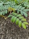 Green Angiospermae, shy princess plant