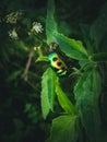 green animal insect leaf flower invertebrate nature jungle wildlife plant yellow branch arthropod tree amphibian produce