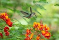 Hummingbird hovering over a group of bright flowers Royalty Free Stock Photo