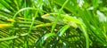 Green anol sitting on sago palm Royalty Free Stock Photo