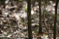 Green Anole Hunting Royalty Free Stock Photo